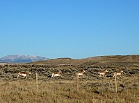 sur la route vers Pinedale (9).JPG